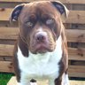 Dazzo profil fotoğrafı