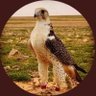 Фото профиля اليمن الحبيب بديل 2