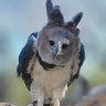 Craven Harpy's profile picture