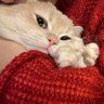 kenizhouzhou's profile picture
