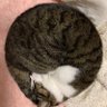 Profilbild von 恋する猫@Jip's