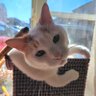 にゃんこ(凍結怖い) profil fotoğrafı