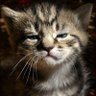 🐾🐈山本 浩平🐈⬛🐾 的头像