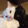 AnimalTweets's profile picture