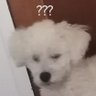 Pecora 的头像