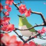 結城ゆうき 的头像