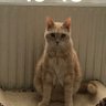 Profilbild von 🇫🇷Nathi Nounours 😺