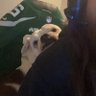 BirdCarries's profile picture