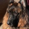 Rshow's profile picture