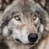 alphawolf2u profil fotoğrafı