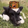 Profilbild von ant