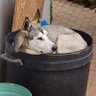R0ckhound profil fotoğrafı