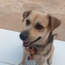 Chicão! Cachorro do bem profil fotoğrafı