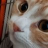 ぴこぴっこ🤮武道館参戦予定 profil fotoğrafı