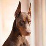 Maca profil fotoğrafı