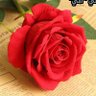 Фото профиля بوحه أمل