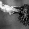 Фото профиля carrion_crow