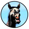 Profilbild von Elton Mustang