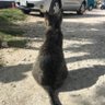 ぽん太郎 的头像