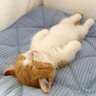 abc profil fotoğrafı