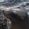 The Stupid Seal 🦭 profil fotoğrafı