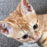 あっちゃん🎁🐢 profil fotoğrafı