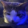 Baby BLUE's profile picture