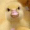 madduck 的头像