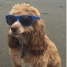 Chris (definitely a bot, probably)'s profile picture