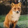 Фото профиля foxman🦊