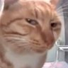 Фото профиля Judgemental Cat