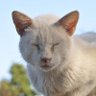 Фото профиля サヴォルニャンという名の猫 本店