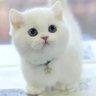 Profilbild von 林黛玉倒拔垂杨柳
