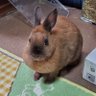 ナッツナッツ profil fotoğrafı