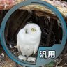 Profilbild von ユーリ・フクロウマン将軍