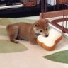 Y山's profile picture