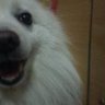 ウィル／諸葛亮太孔明's profile picture