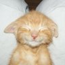I'm a Cat Person 的头像