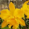 Cattleya 🌻's profile picture