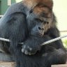 純愛猩猩2號 的头像