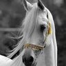 العربيه الاصيله profil fotoğrafı