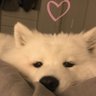 Profilbild von Gia Tieu