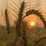 ابو يوسف profil fotoğrafı