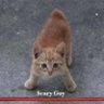 Pemuda Bani Tenang (PBT) profil fotoğrafı