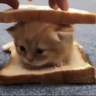 matt profil fotoğrafı