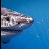Фото профиля Jackie 🫧🦈 🫧🐋 🫧🐬🫧🐘🦓🦒🐅🐆