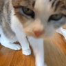 舩山むつみ Funayama Mutsumi 😺 翻訳者/translator 的头像
