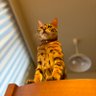 Фото профиля りゅう🐱🎀🌙