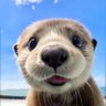 Profilbild von 杜