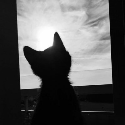 s0fiazx's profile picture